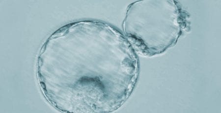 Cual evidencia eclosion assistida - Centro de Fecundación In Vitro Mitosi