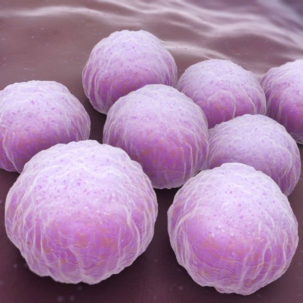Molecular detection of Chlamydia - Molecular Biology - In Vitro Fertilization Services - Centre FIV Mitosis