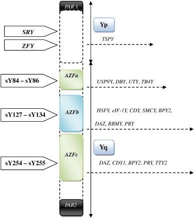 Y Chromosome Microdeletions - Molecular Biology - In Vitro Fertilization Services - Centre FIV Mitosis